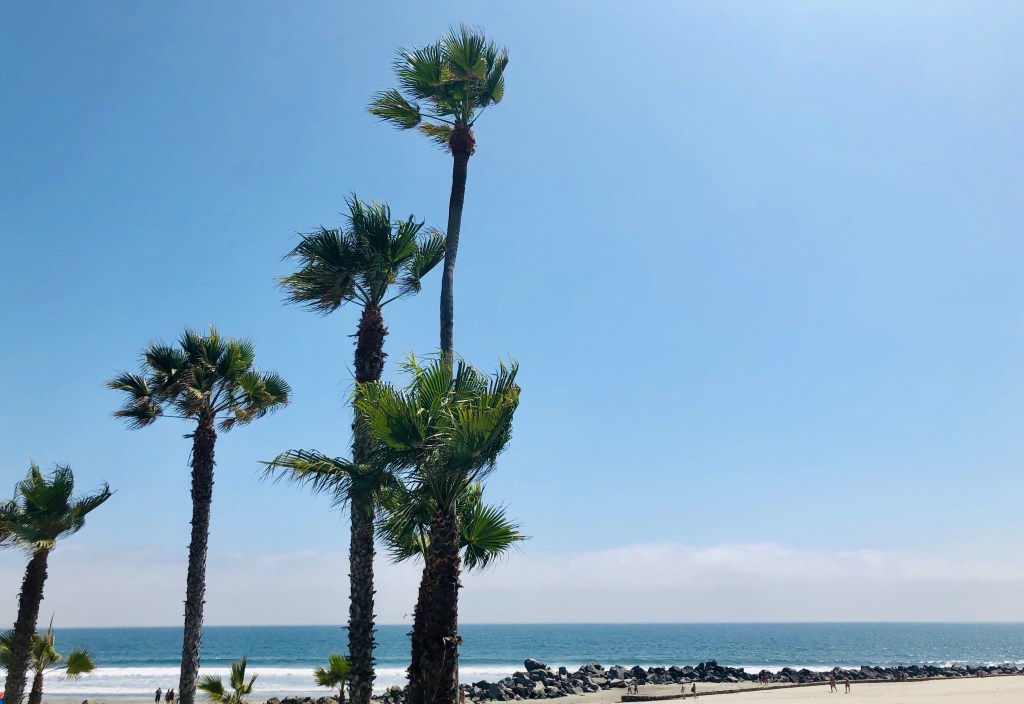 wind blowing palm trees on beach